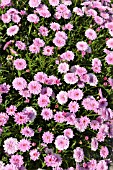 ARGYRANTHEMUM FRUTESCENS SUMMER MELODY