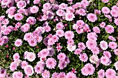 ARGYRANTHEMUM FRUTESCENS SUMMER MELODY