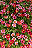 ARGYRANTHEMUM FRUTESCENS MADEIRA DEEP ROSE