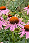 ECHINACEA PURPUREA MAGNUS