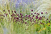 ALLIUM SPHAEROCEPHALON, STIPA BARBATA AND PEROVSKIA ABROTANOIDES