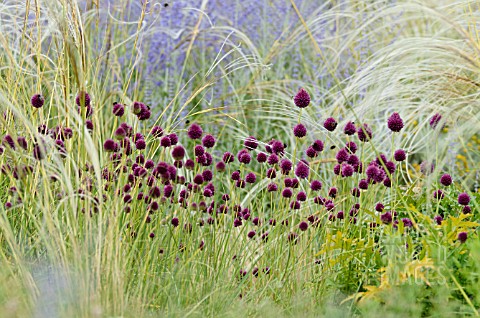 ALLIUM_SPHAEROCEPHALON_STIPA_BARBATA_AND_PEROVSKIA_ABROTANOIDES