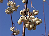 SORBUS GLABRESCENS