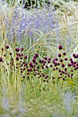 ALLIUM SPHAEROCEPHALON, STIPA BARBATA AND PEROVSKIA ABROTANOIDES