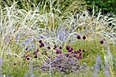 ALLIUM SPHAEROCEPHALON, STIPA BARBATA AND PEROVSKIA ABROTANOIDES