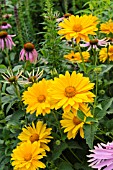 HELIOPSIS HELIANTHOIDES VAR. SCABRA VENUS AND ECHINACEA PURPUREA MAGNUS