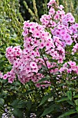 PHLOX PANICULATA LANDHOCHZEIT