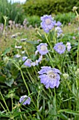 SCABIOSA CAUCASICA PERFECTA