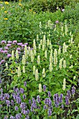 AGASTACHE RUGOSA ALBA, AGASTACHE FOENICULUM AND MONARDA FISTULOSA