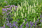 AGASTACHE RUGOSA ALBA, AGASTACHE FOENICULUM AND MONARDA FISTULOSA