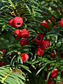 TAXUS BACCATA, COMMON YEW