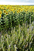 HELIANTHUS ANNUUS AND ECHIUM VULGARE