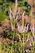 VERONICASTRUM VIRGINICUM APOLLO SYN. VERONICA VIRGINICA APOLLO