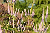 VERONICASTRUM VIRGINICUM APOLLO SYN. VERONICA VIRGINICA APOLLO