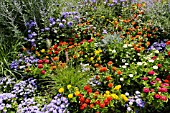 ZINNIA ANGUSTIFOLIA AND AGERATUM HOUSTONIANUM