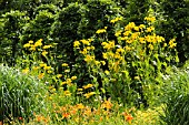 RUDBECKIA NITIDA JULIGOLD