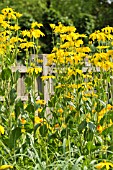 RUDBECKIA NITIDA JULIGOLD