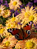 CHRYSANTHEMUM MARY STOKER WITH PEACOCK BUTTERFLY