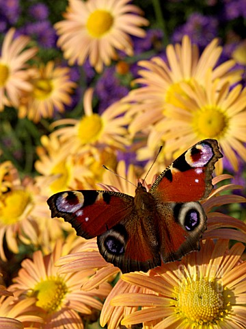 CHRYSANTHEMUM_MARY_STOKER_WITH_PEACOCK_BUTTERFLY