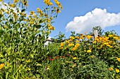 RUDBECKIA NITIDA JULIGOLD AND HELIOPSIS HELIANTHOIDES VAR. SCABRA VENUS