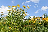 RUDBECKIA NITIDA JULIGOLD AND HELIOPSIS HELIANTHOIDES VAR. SCABRA VENUS