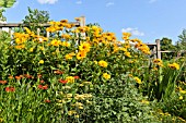 HELIOPSIS HELIANTHOIDES VAR. SCABRA VENUS