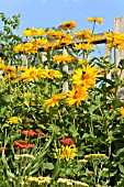 HELIOPSIS HELIANTHOIDES VAR. SCABRA VENUS