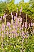 VERONICASTRUM VIRGINICUM TEMPTATION SYN. VERONICA VIRGINICA TEMPTATION AND BOMBUS