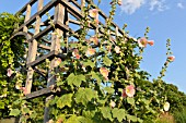 ALCEA ROSEA ON A GARDEN PAVILION