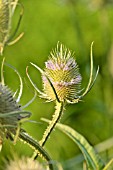 DIPSACUS SATIVUS