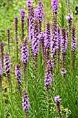 LIATRIS LIGULISTYLIS
