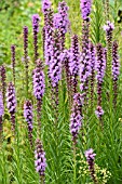 LIATRIS LIGULISTYLIS