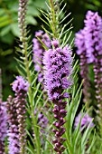 LIATRIS LIGULISTYLIS