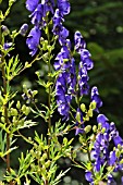 ACONITUM VARIEGATUM