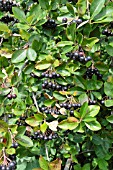 PHOTINIA X PRUNIFOLIA SYN. ARONIA X PRUNIFOLIA