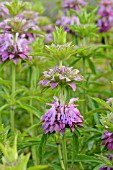 MONARDA CITRIODORA