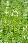 STACHYS ANNUA