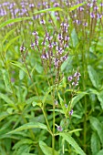 VERBENA HASTATA