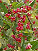 EUONYMUS EUROPAEUS, COMMON SPINDLE