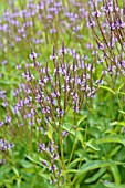 VERBENA HASTATA