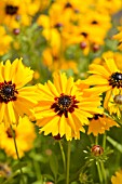 COREOPSIS BASALIS