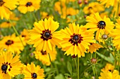 COREOPSIS BASALIS