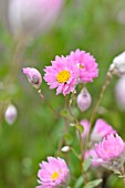 RHODANTHE MANGLESII