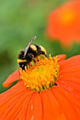 TITHONIA ROTUNDIFOLIA AND BOMBUS