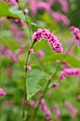 PERSICARIA ORIENTALIS SYN. POLYGONUM ORIENTALE