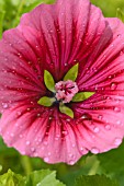 MALOPE TRIFIDA