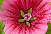 MALOPE TRIFIDA