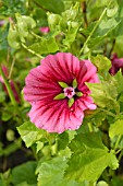 MALOPE TRIFIDA