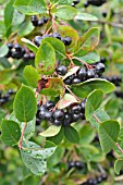 PHOTINIA X PRUNIFOLIA SYN. ARONIA X PRUNIFOLIA