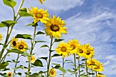 HELIANTHUS ANNUUS